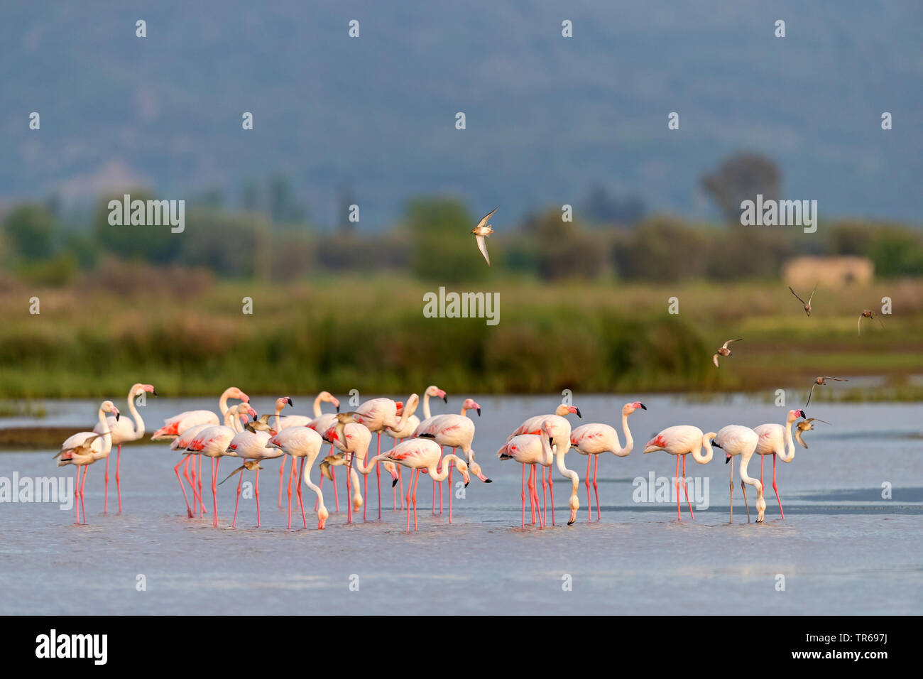 greater flamingo (Phoenicopterus roseus, Phoenicopterus ruber roseus), group in shallow water, Greece, Lesbos Stock Photo