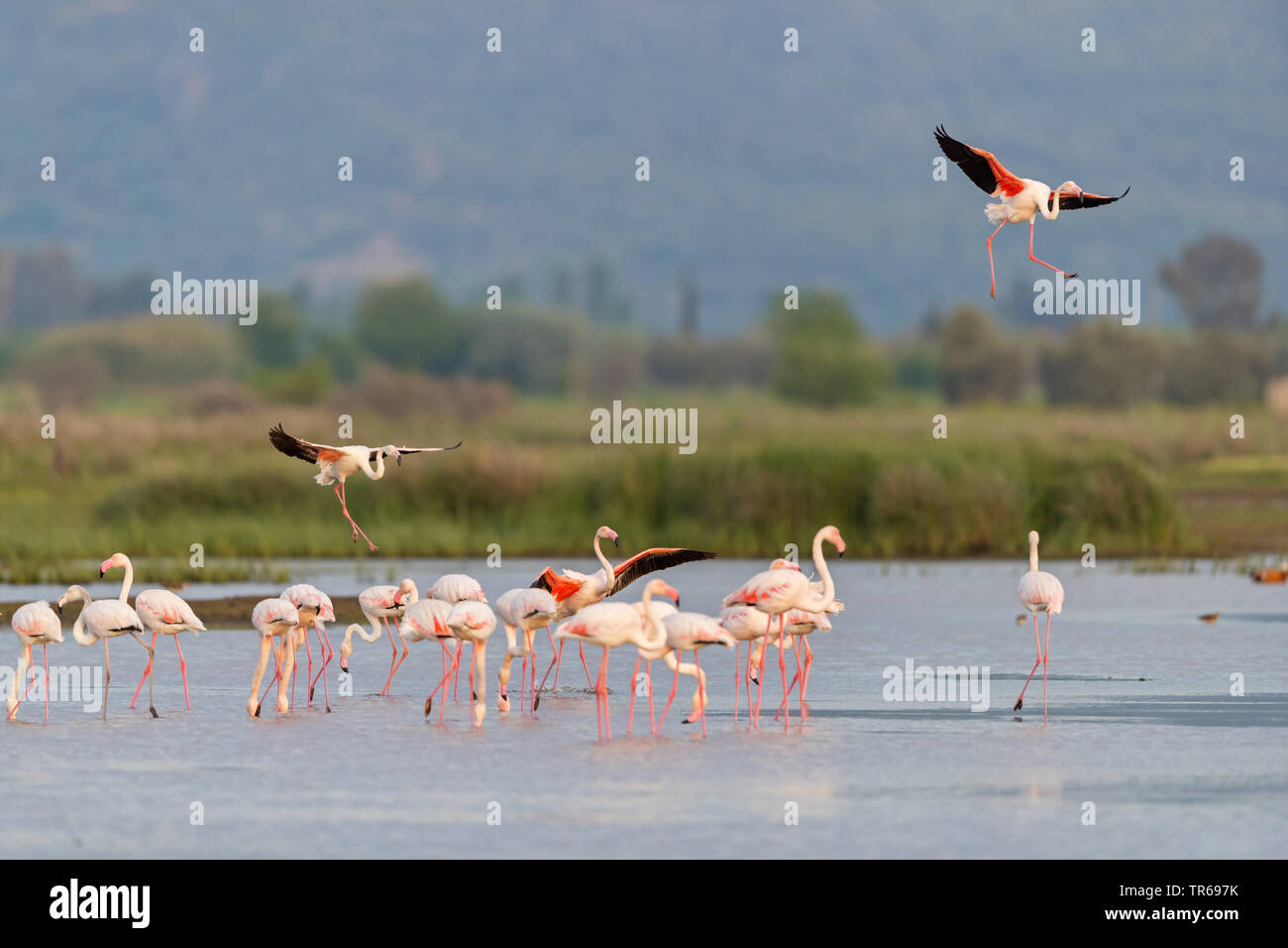 greater flamingo (Phoenicopterus roseus, Phoenicopterus ruber roseus), group in shallow water, Greece, Lesbos Stock Photo