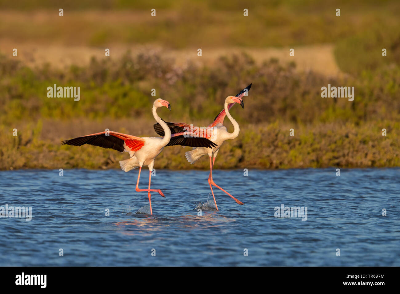 greater flamingo (Phoenicopterus roseus, Phoenicopterus ruber roseus), two synchronal dancing greater flamingos, Greece, Lesbos Stock Photo