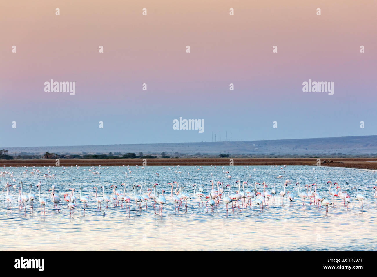 greater flamingo (Phoenicopterus roseus, Phoenicopterus ruber roseus), group in shallow water at red evening sky, Greece, Lesbos Stock Photo