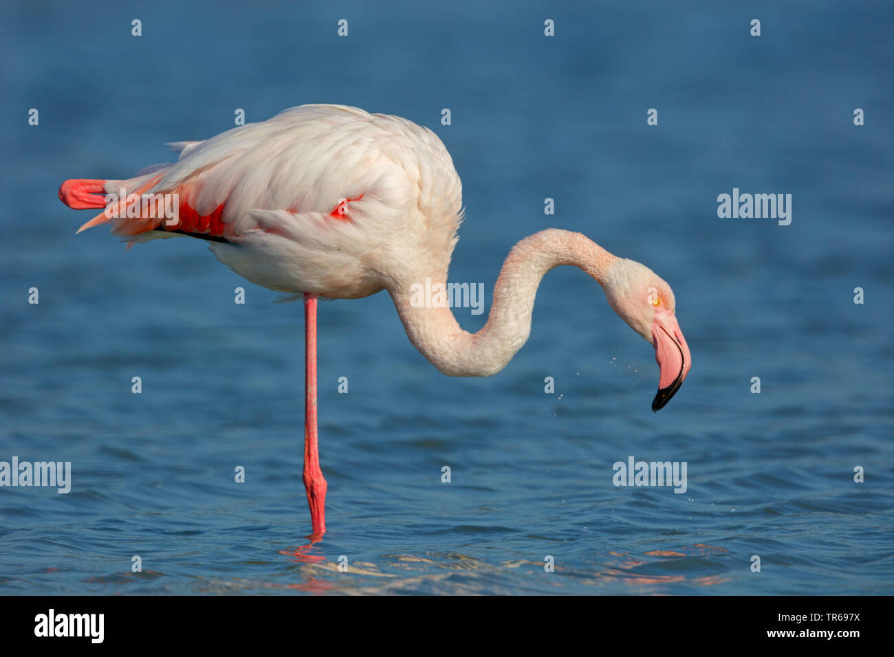 greater flamingo (Phoenicopterus roseus, Phoenicopterus ruber roseus), standing on one leg in shallow water, Greece, Lesbos Stock Photo