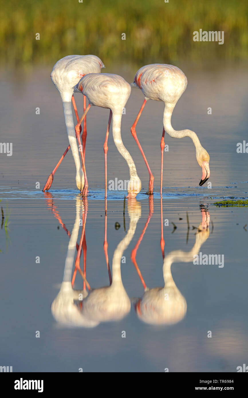 greater flamingo (Phoenicopterus roseus, Phoenicopterus ruber roseus), troop foraging in shallow water, Greece, Lesbos Stock Photo