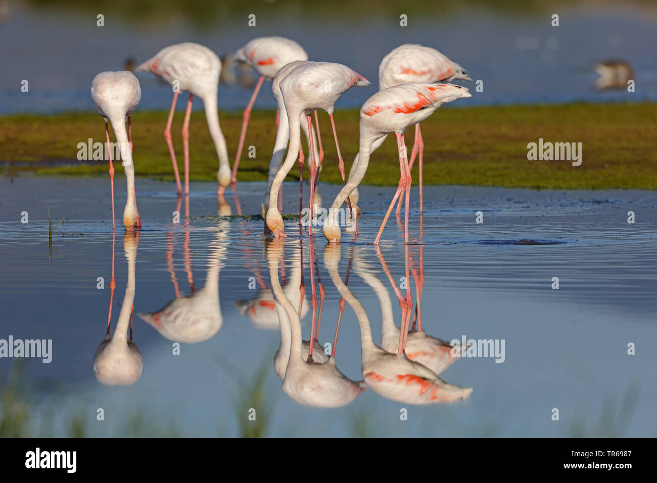 greater flamingo (Phoenicopterus roseus, Phoenicopterus ruber roseus), troop foraging in shallow water, Greece, Lesbos Stock Photo