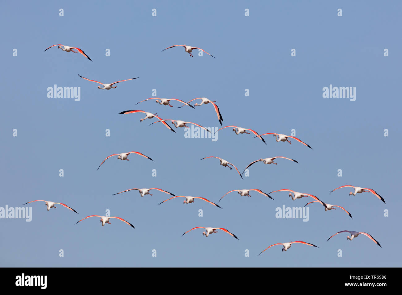 greater flamingo (Phoenicopterus roseus, Phoenicopterus ruber roseus), flying group, Greece, Greece, Lesbos Stock Photo