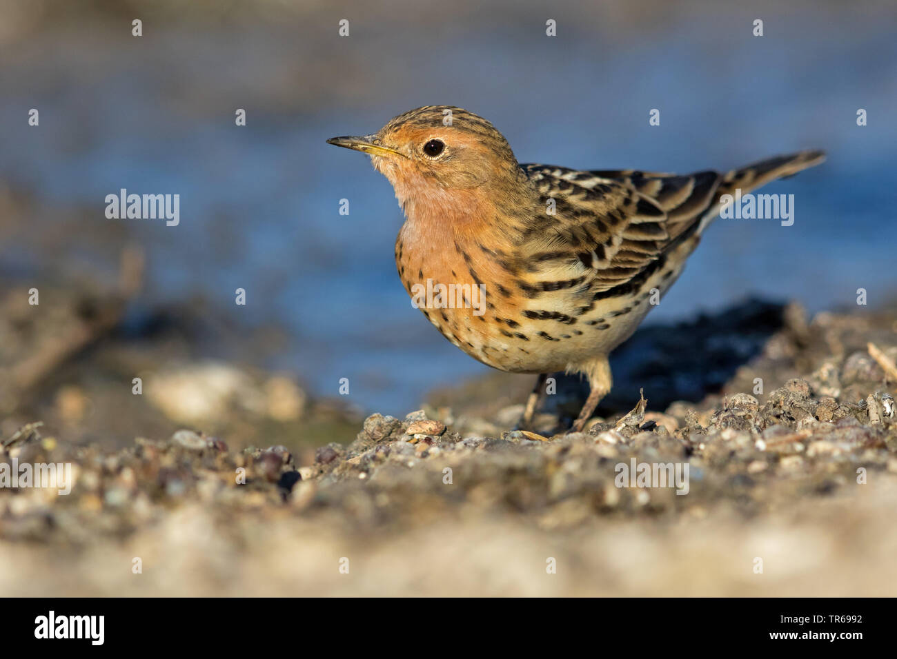 Red-throated pitpit (Anthus cervinus), on the ground, Israel Stock Photo