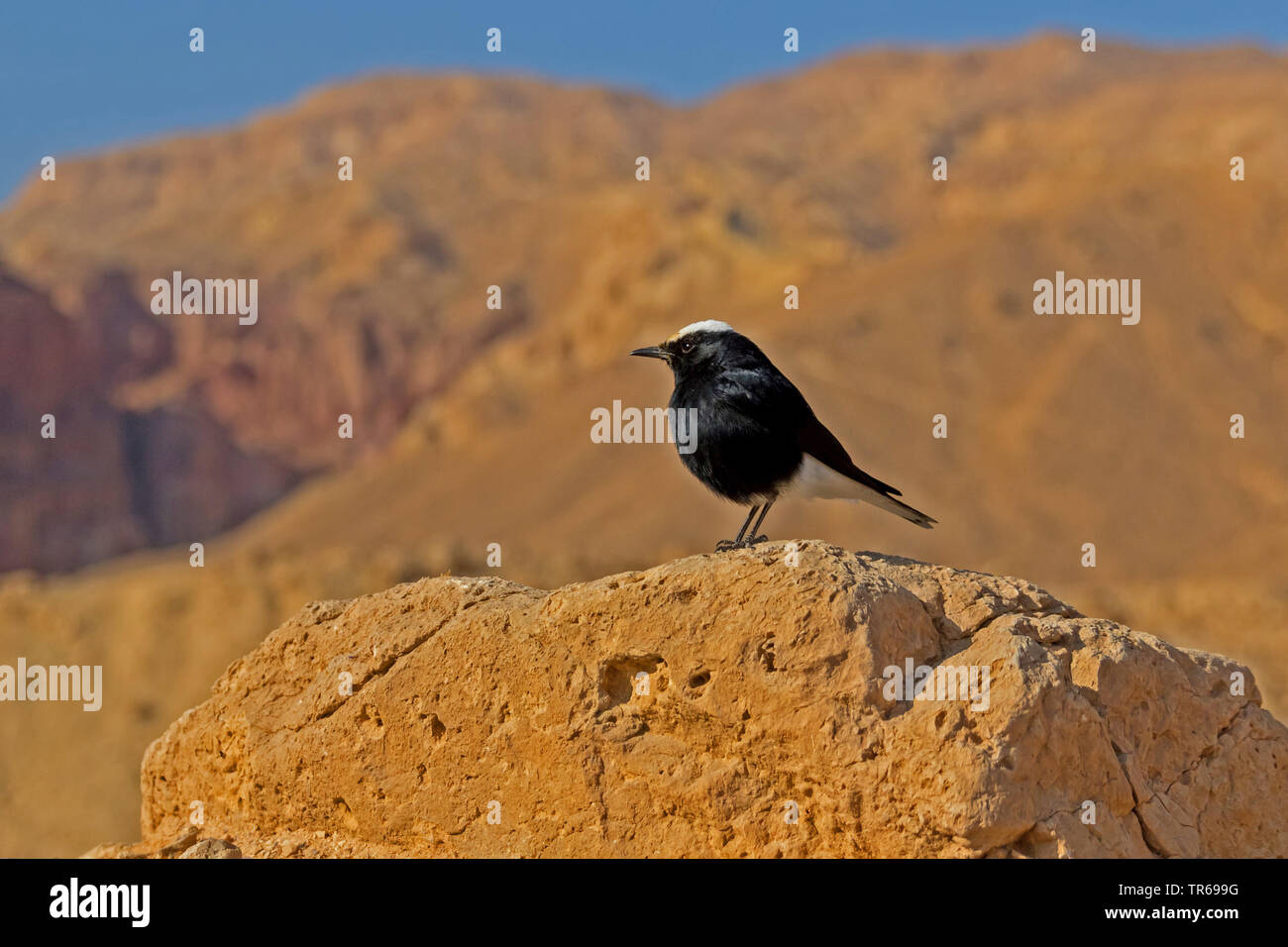 white-crowned black wheatear (Oenanthe leucopyga), sitting on a rock, Israel Stock Photo