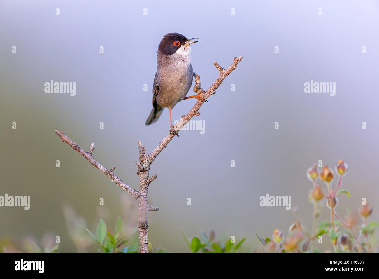 sardinian warbler (Sylvia melanocephala), male on a branch singing, Greece, Lesbos Stock Photo