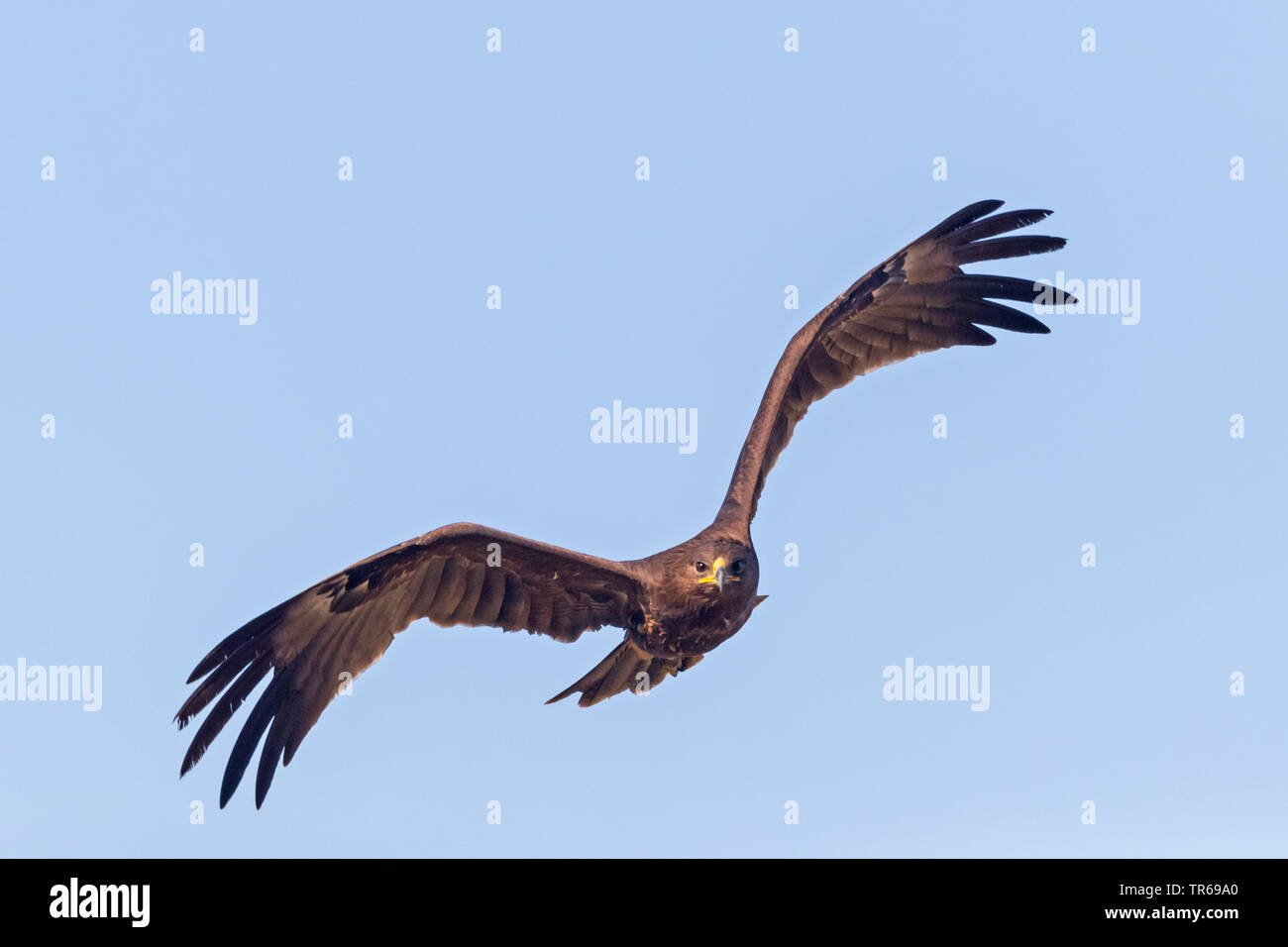 greater spotted eagle (Aquila clanga), in flight in the sky, front view, Israel Stock Photo