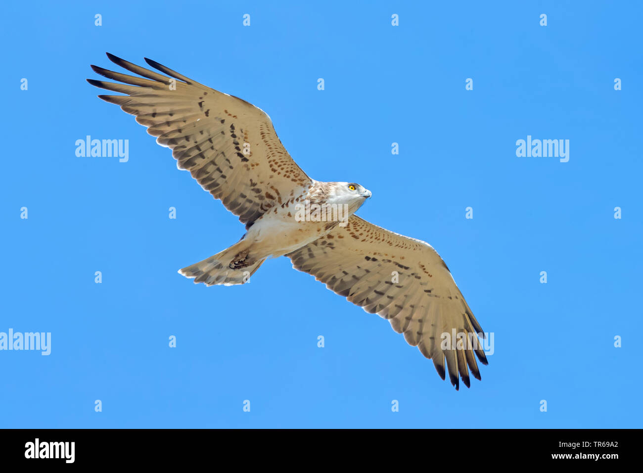 short-toed eagle (Circaetus gallicus), in gliding flight in the blue sky, Greece, Lesbos Stock Photo