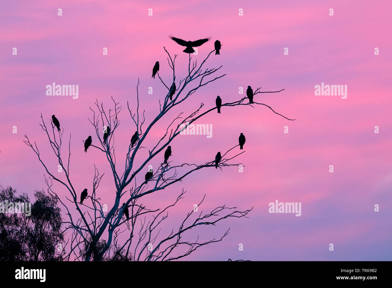 Black kite, Yellow-billed kite (Milvus migrans), group on a sleeping tree in the evening, Israel Stock Photo