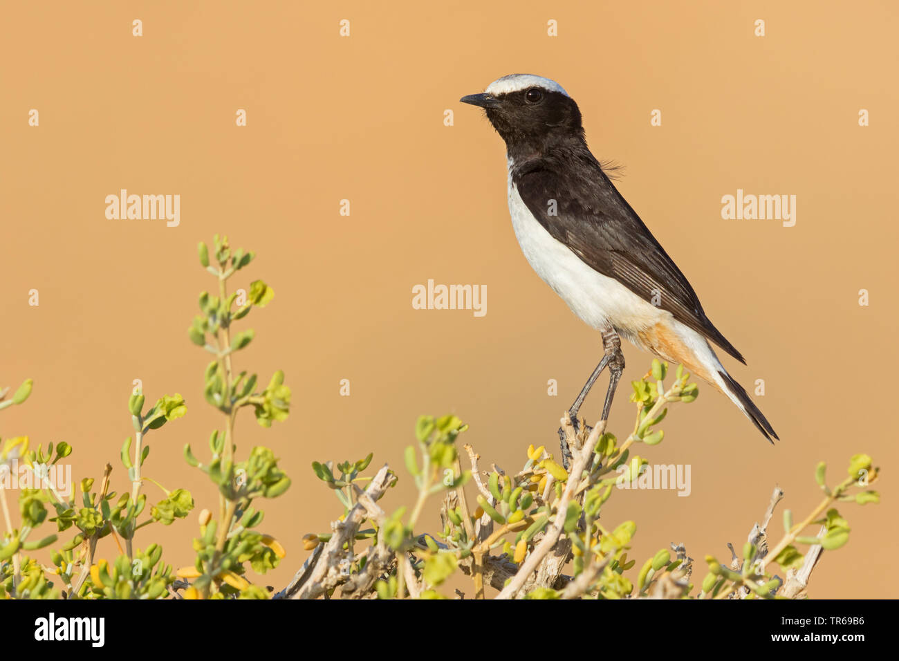 mourning wheatear (Oenanthe lugens), sitting on a shrub, side view, Israel Stock Photo