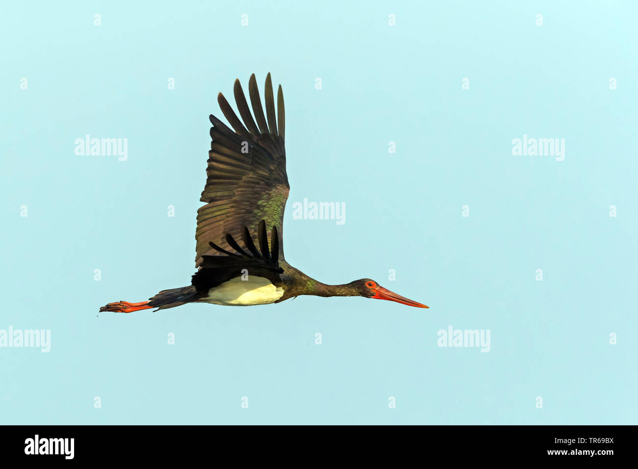 black stork (Ciconia nigra), flying, Israel Stock Photo