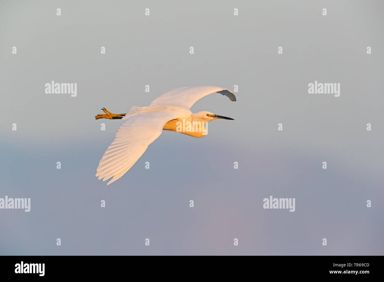 little egret (Egretta garzetta), flying, side view, Israel Stock Photo
