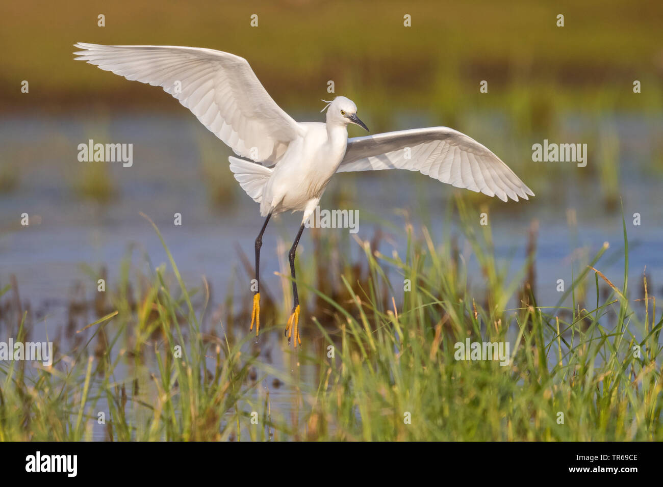 little egret (Egretta garzetta), landing in the wetland, Israel Stock Photo