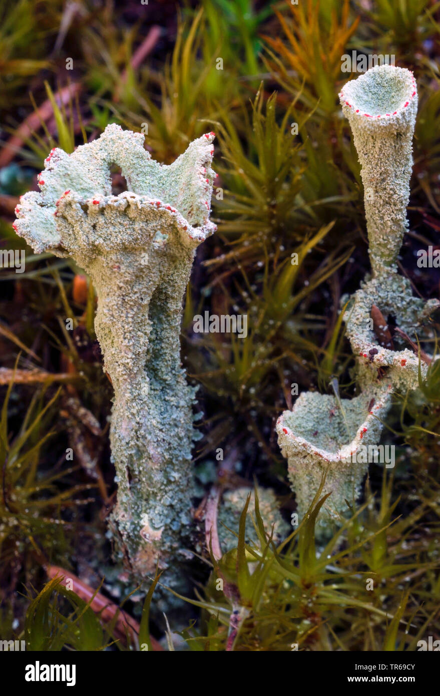 cladonia (Cladonia spec), cups, Germany, Bavaria, Oberbayern, Upper Bavaria Stock Photo