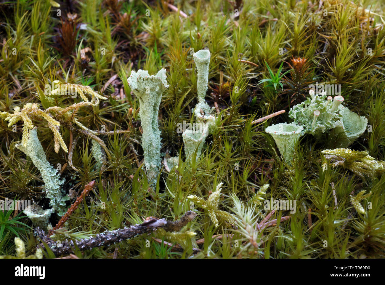 cladonia (Cladonia spec), cups among moss, Germany, Bavaria, Oberbayern, Upper Bavaria Stock Photo