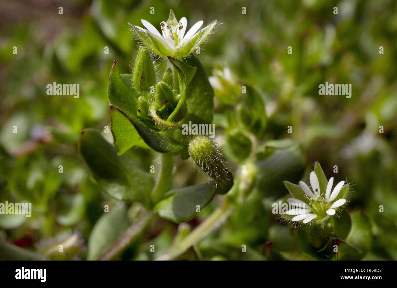 Common Garden Weeds Common Chickweed Stock Photos Common Garden