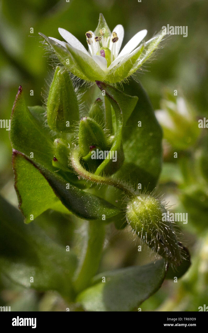 common chickweed (Stellaria media), blooming, Germany, Bavaria, Oberbayern, Upper Bavaria Stock Photo