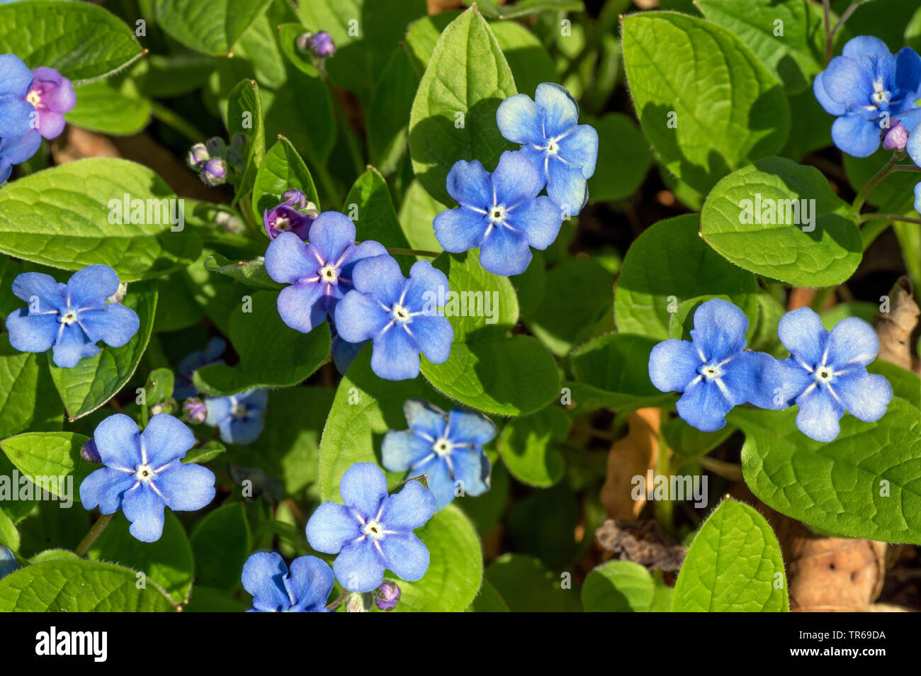 Navelwort, Blue-eyed Mary (Omphalodes verna), blooming, Germany, Bavaria, Oberbayern, Upper Bavaria Stock Photo