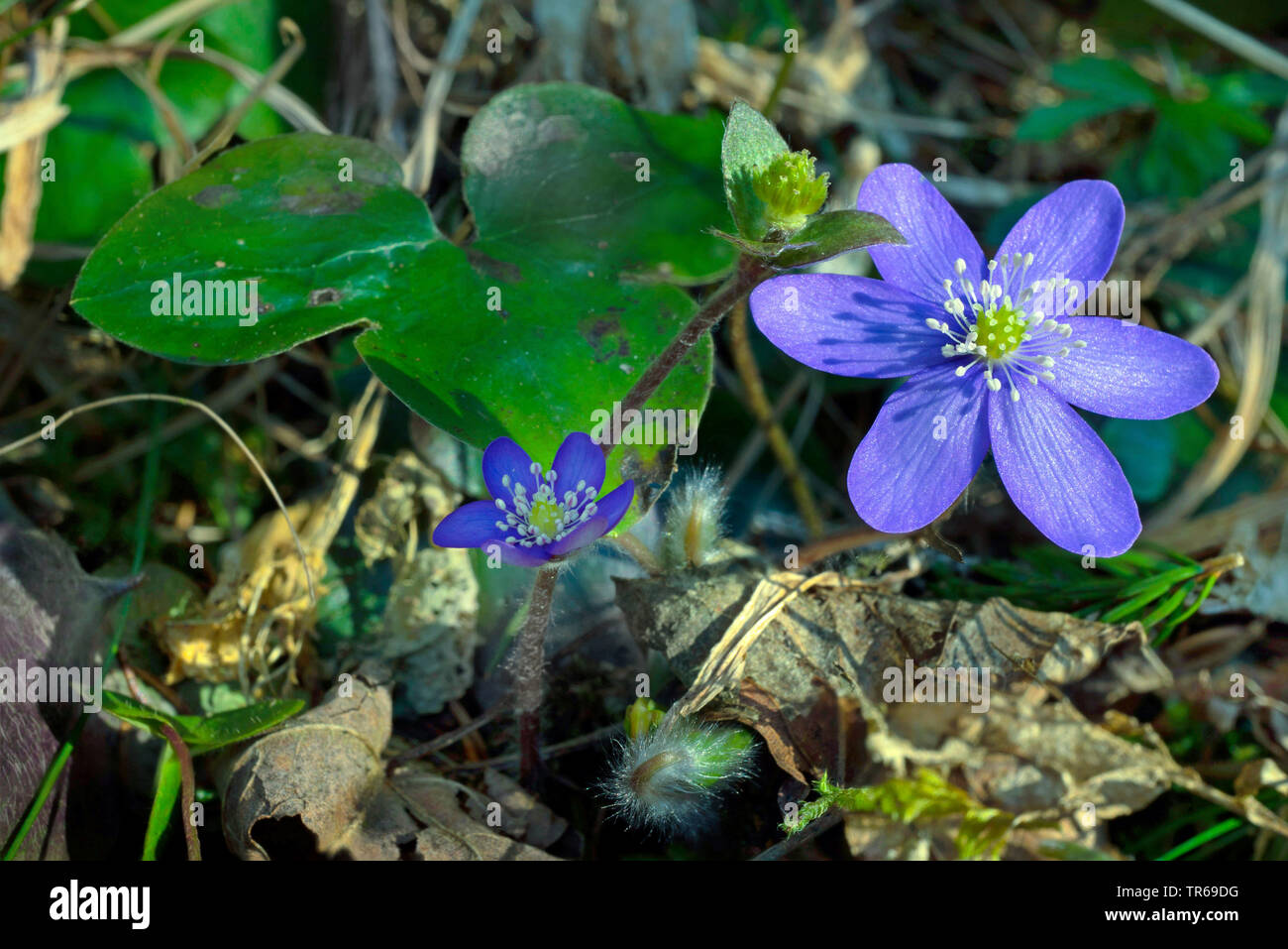 Hepatica liverleaf, American liverwort (Hepatica nobilis, Anemone hepatica), blooming, Germany, Bavaria, Oberbayern, Upper Bavaria Stock Photo