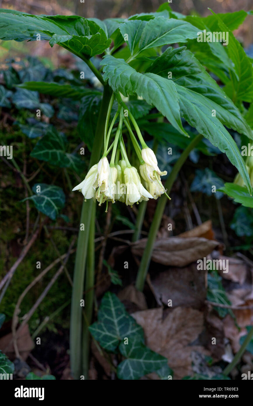 Coralroot, Bulb-bearing toothwort (Cardamine enneaphyllos, Dentaria enneaphyllos), blooming, Germany, Bavaria, Oberbayern, Upper Bavaria Stock Photo