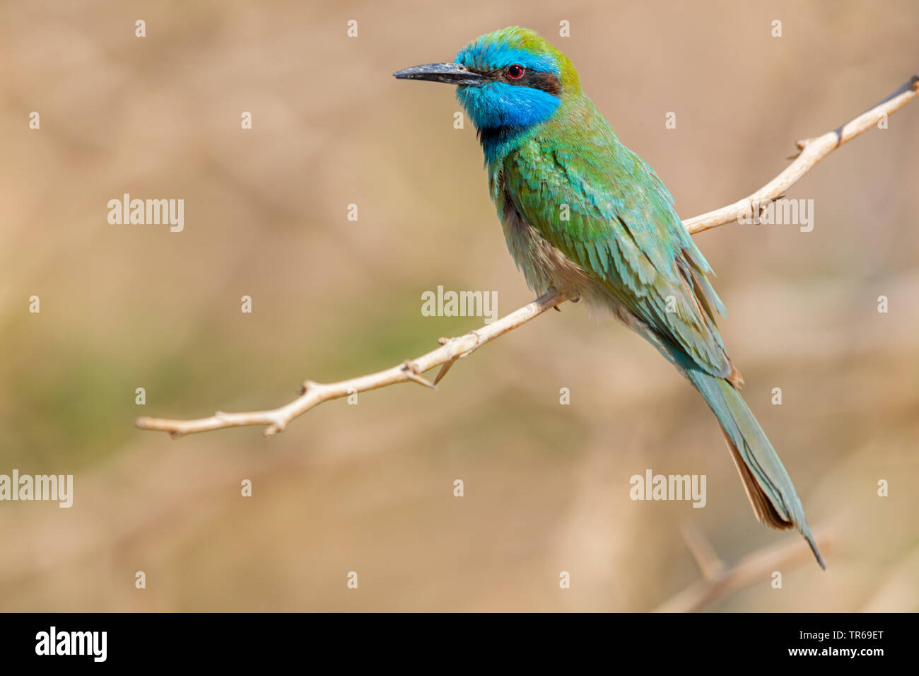 Little green bee eater israel hi-res stock photography and images - Alamy