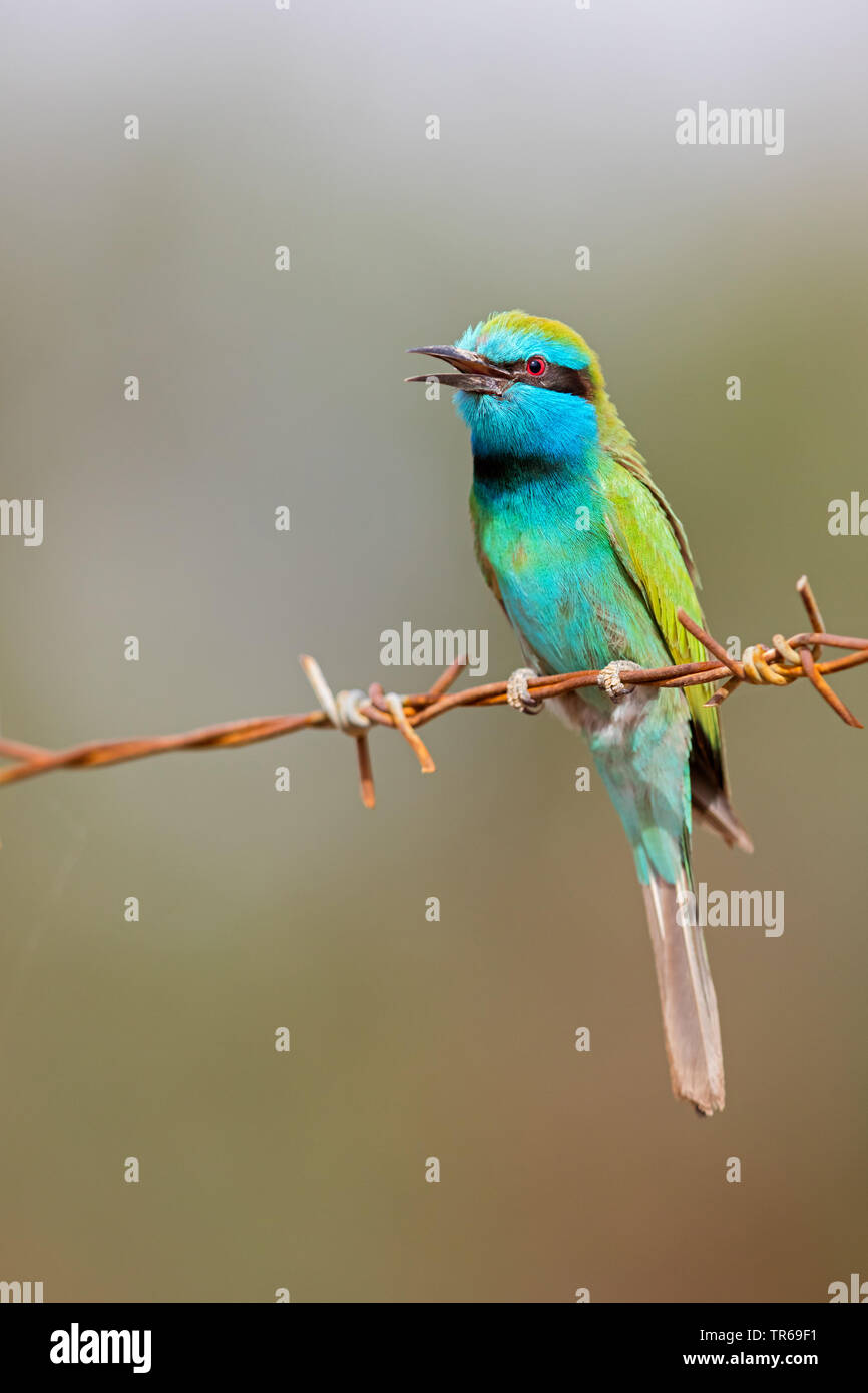 Little green bee eater hi-res stock photography and images - Alamy