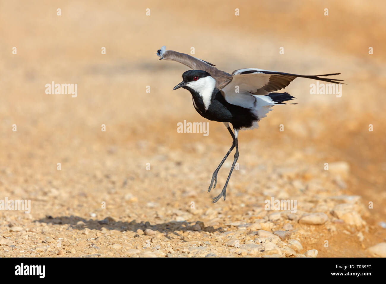 spur-winged plover (Vanellus spinosus, Hoplopterus spinosus), hopping, Israel Stock Photo