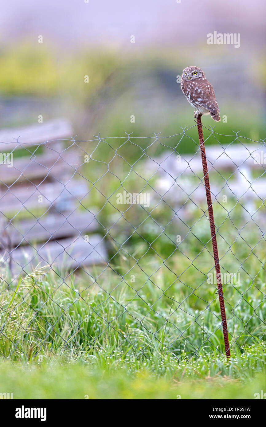 little owl (Athene noctua), sitting on a fence, Israel Stock Photo