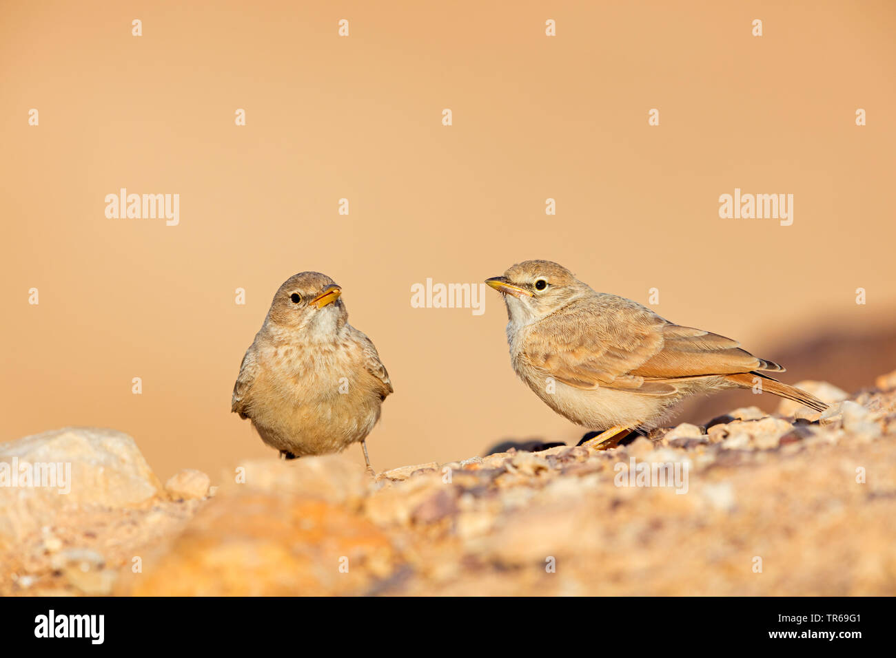 desert lark (Ammomanes deserti), apir on a rock, Israel Stock Photo