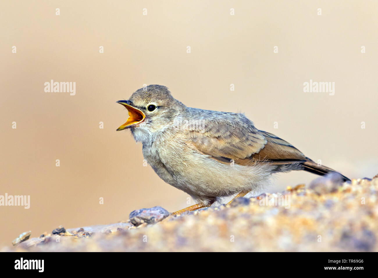 desert lark (Ammomanes deserti), male sitting on the ground singing, Israel Stock Photo