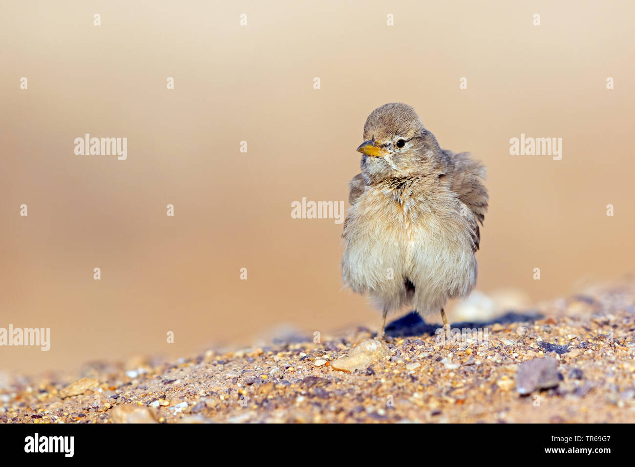 desert lark (Ammomanes deserti), sitting on the grpund, shaking, Israel Stock Photo