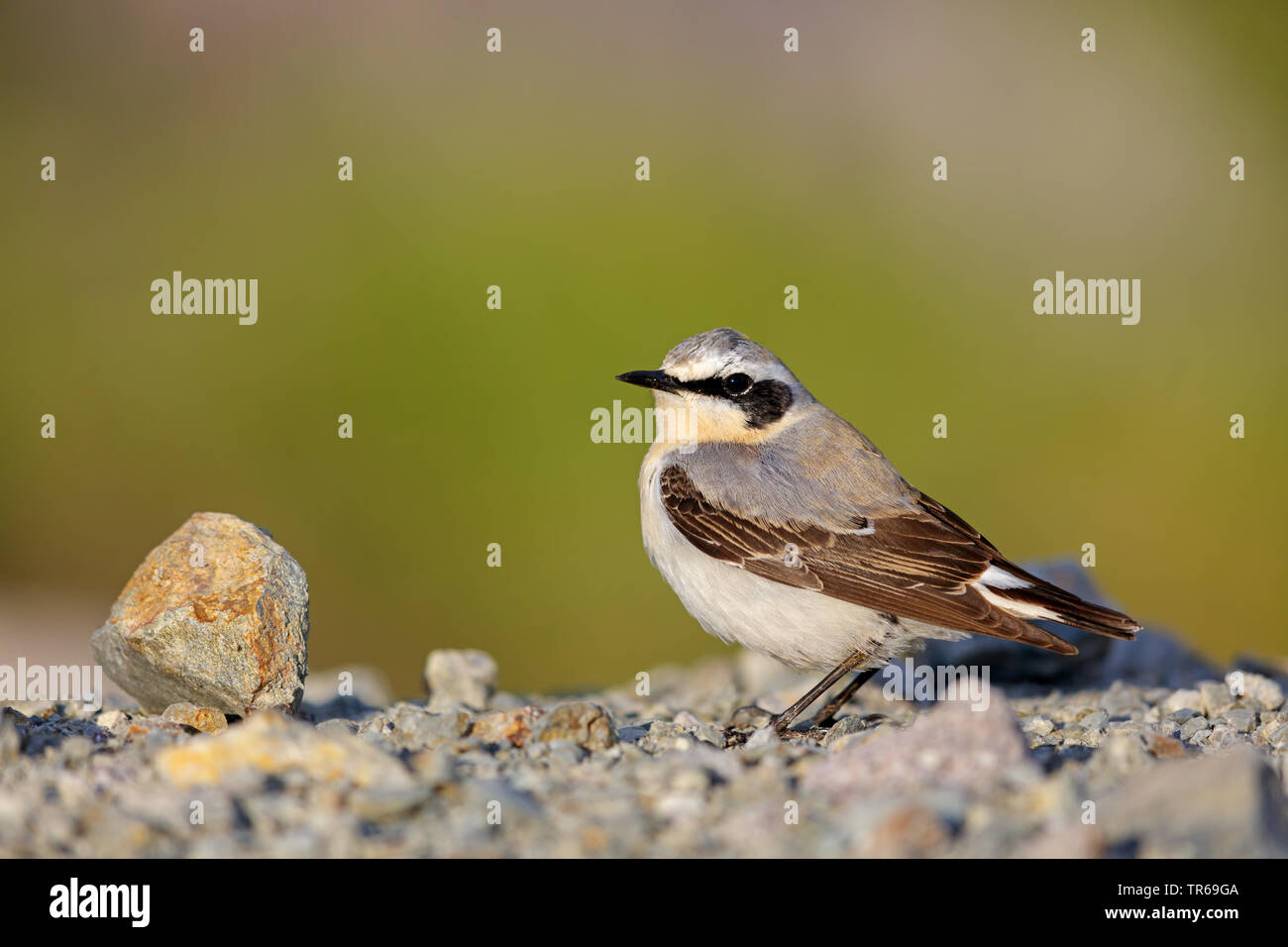 northern wheatear (Oenanthe oenanthe), male sitting on the ground, Greece, Lesbos Stock Photo