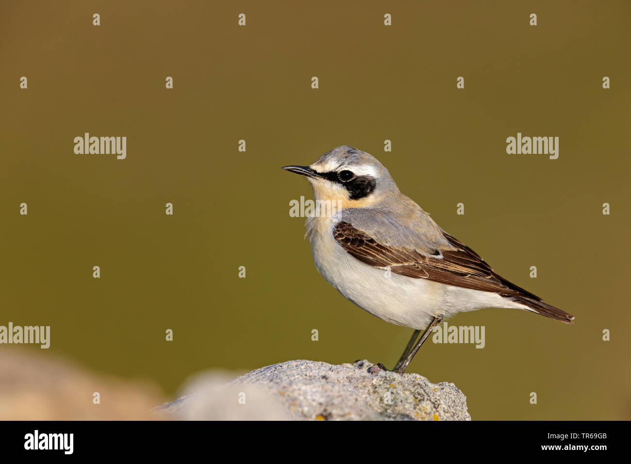 northern wheatear (Oenanthe oenanthe), male sitting on a stone, Greece, Lesbos Stock Photo