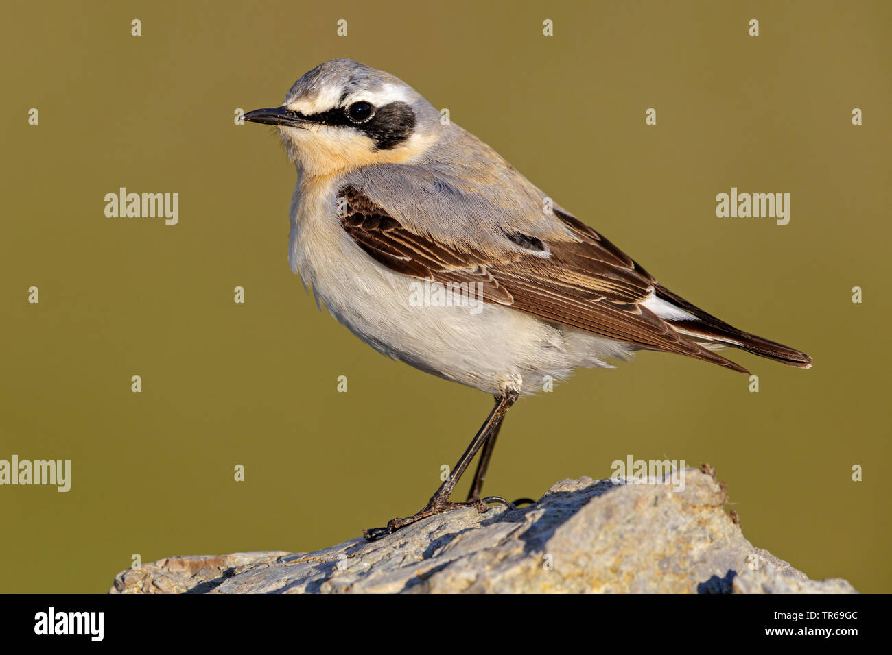 northern wheatear (Oenanthe oenanthe), male sitting on a rock, Greece, Lesbos Stock Photo