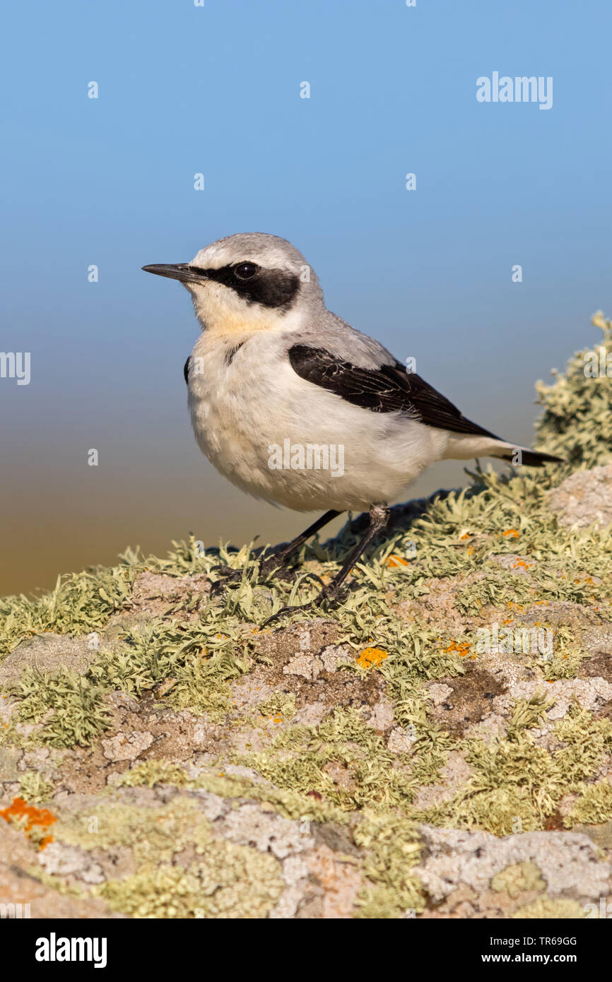 northern wheatear (Oenanthe oenanthe), male sitting  on the ground, Greece, Lesbos Stock Photo