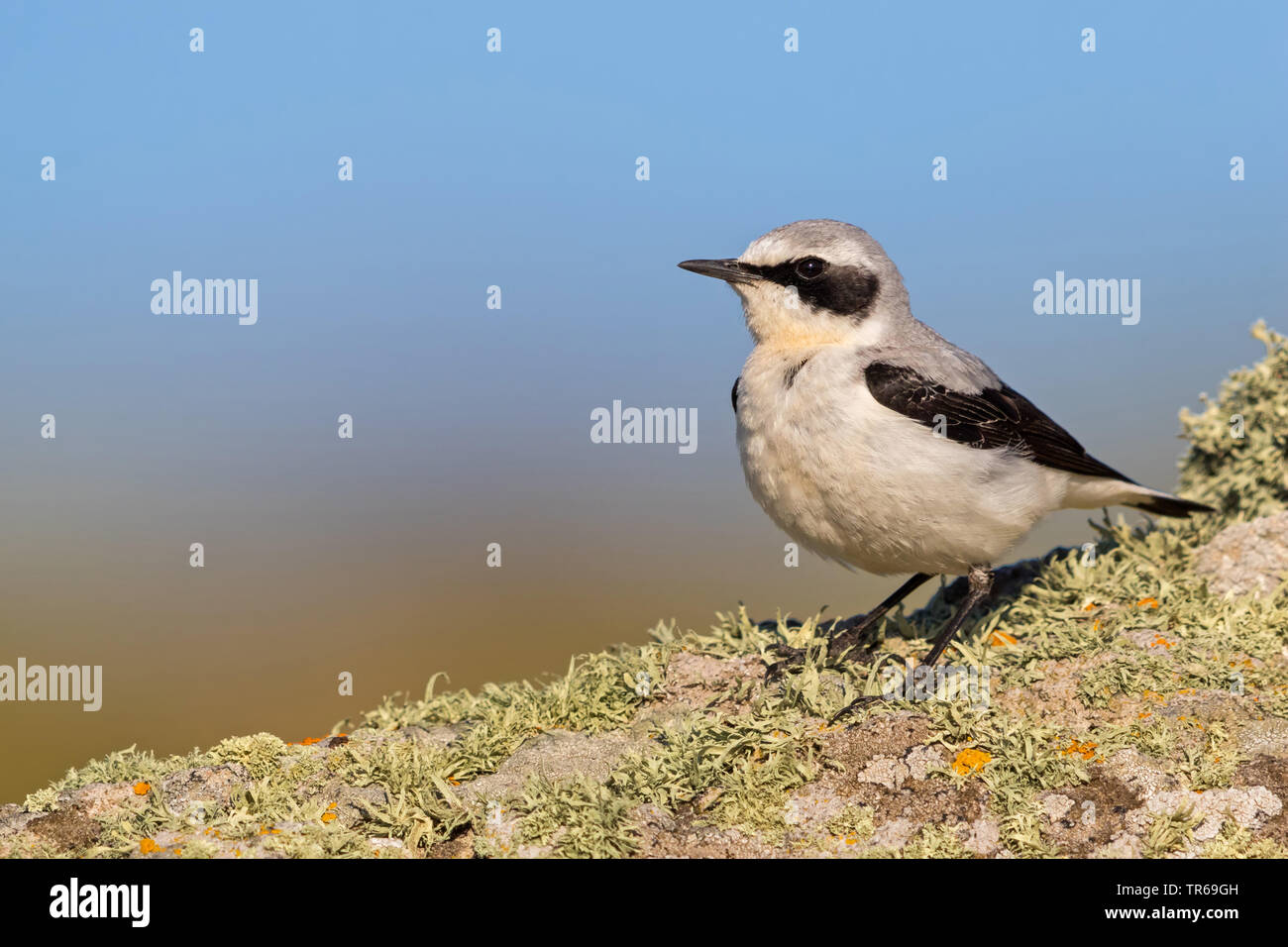 northern wheatear (Oenanthe oenanthe), male sitting  on the ground, Greece, Lesbos Stock Photo