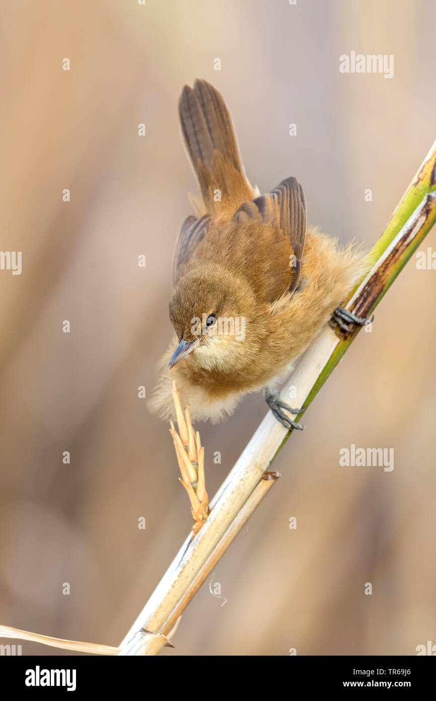 clamorous reed warbler (Acrocephalus stentoreus), sitting at a sprout, Israel Stock Photo