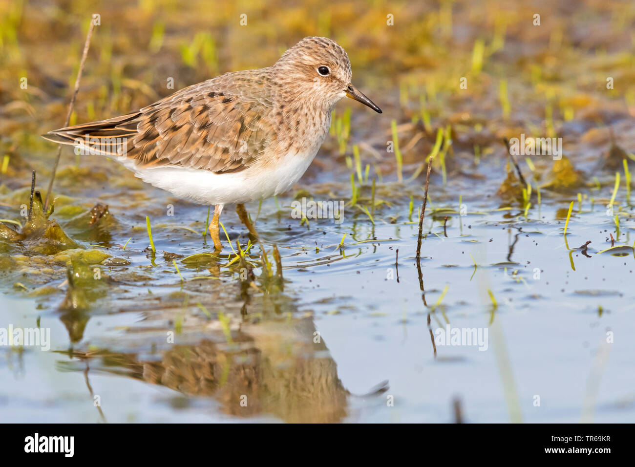 Temminck's stint (Calidris temminckii), searching for food in water, Greece, Lesbos Stock Photo