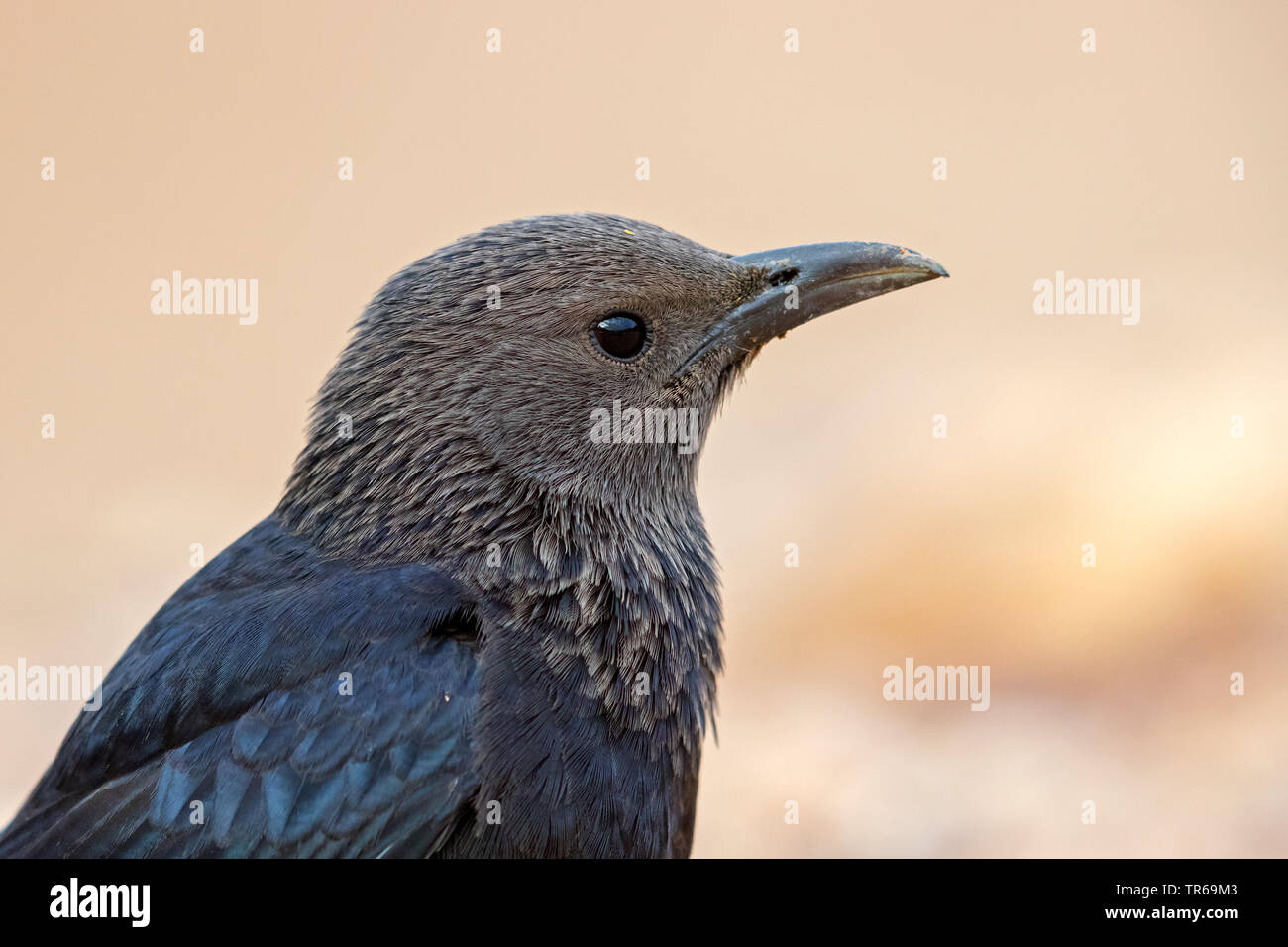 trisram's starling (Onychognathus tristramii), portrait, Israel Stock Photo