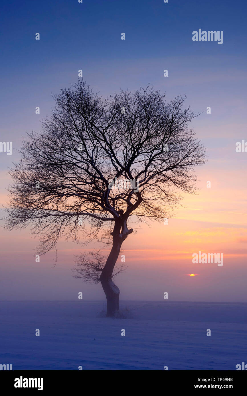 tree in winter at sunset, Germany, Lower Saxony Stock Photo