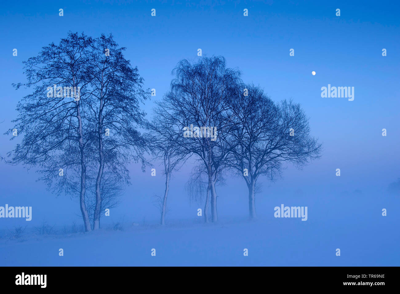 trees on afield at blue hour with moon in winter, Germany, Lower Saxony Stock Photo