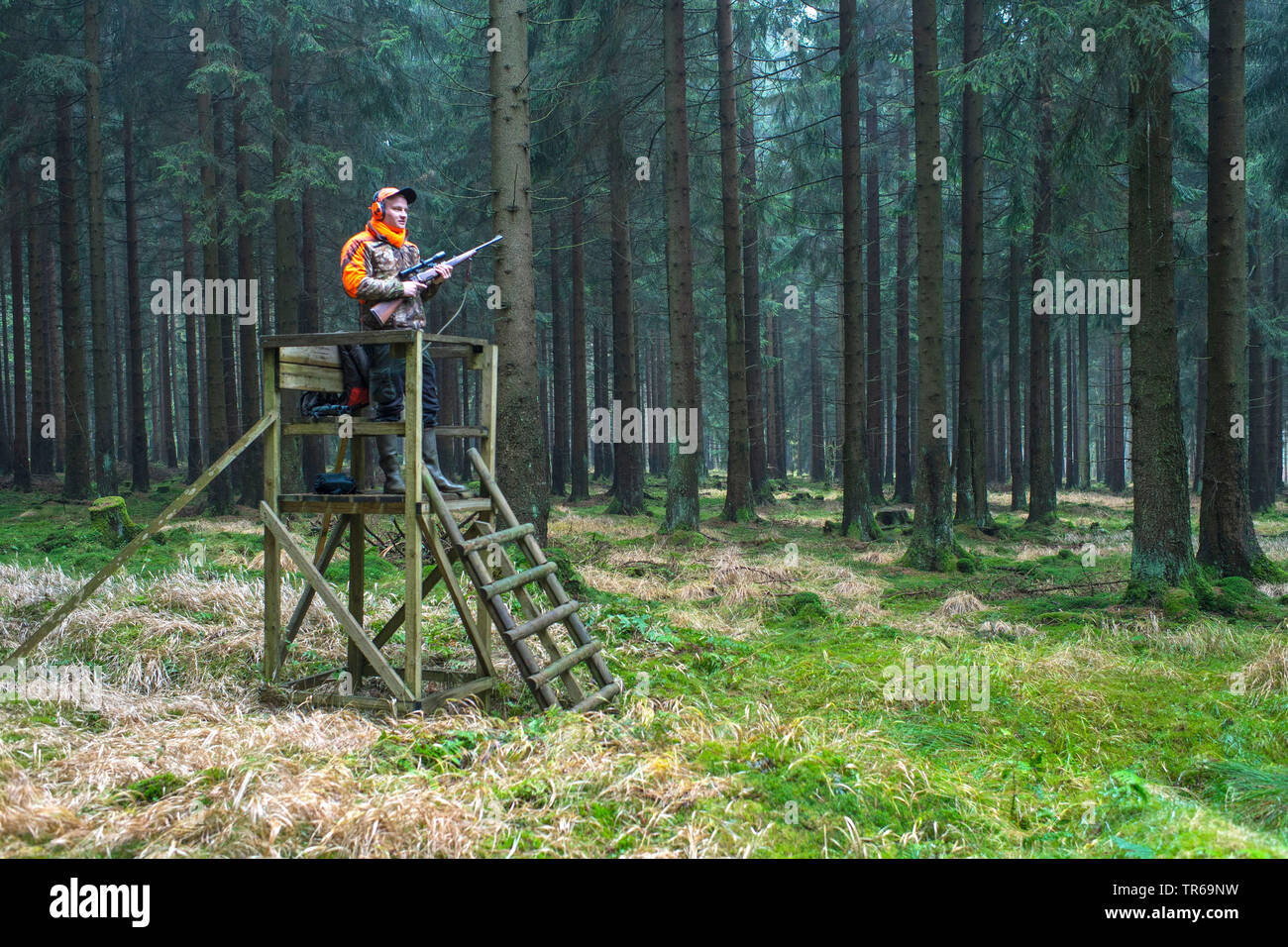 hunter on raised hide, deer hunting, Germany, Lower Saxony Stock Photo