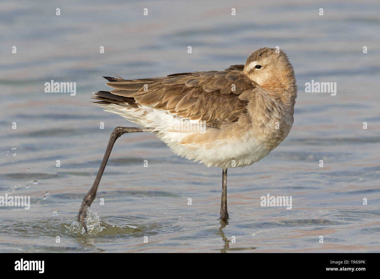 black-tailed godwit (Limosa limosa), standing in water preening, Israel Stock Photo