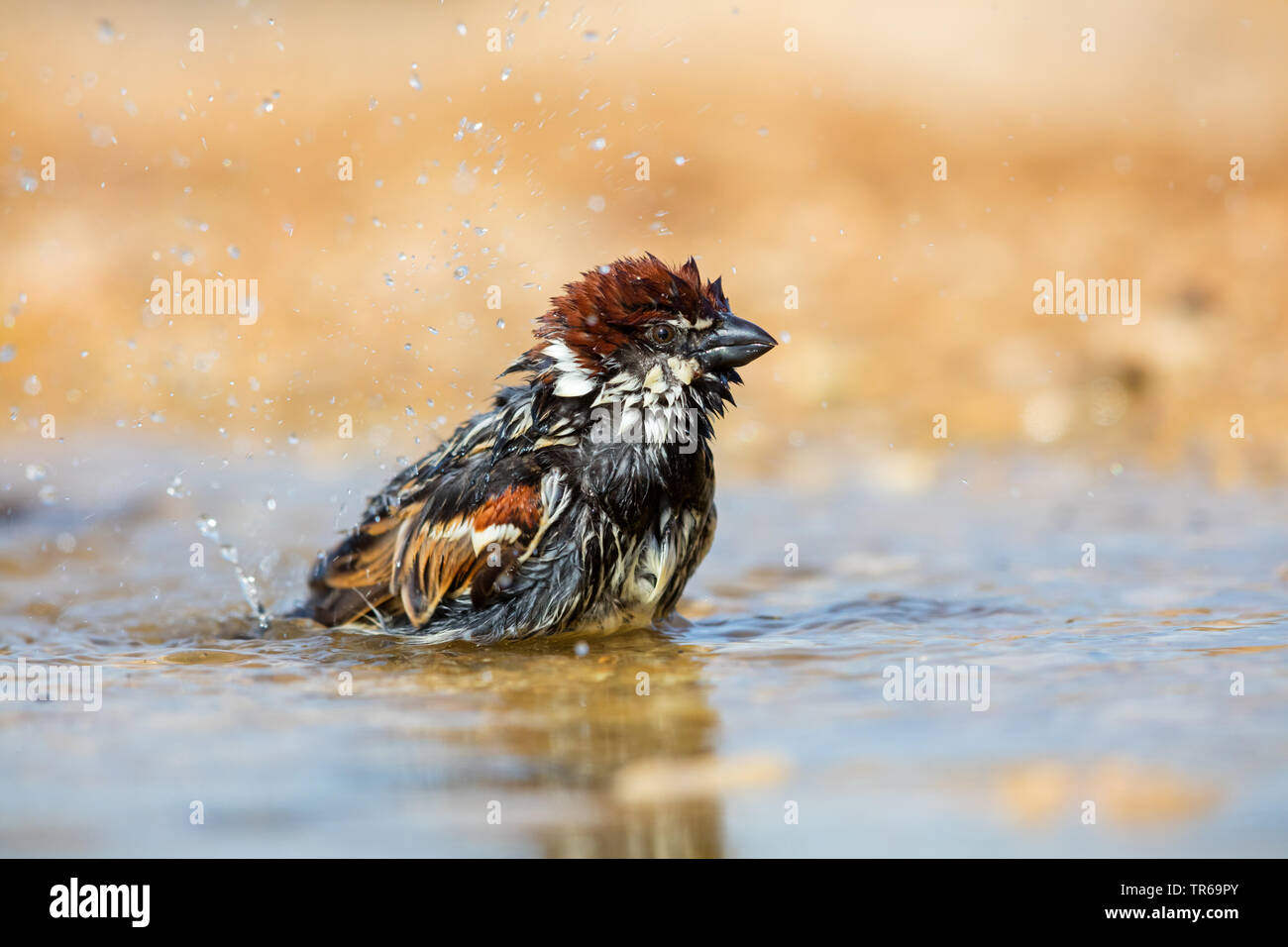Spanish sparrow (Passer hispaniolensis), bathing male, Israel Stock Photo