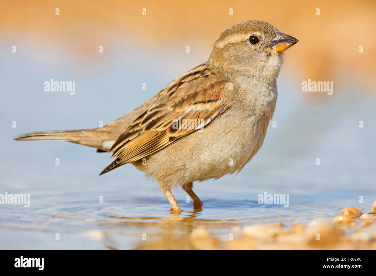 Spanish sparrow (Passer hispaniolensis), standing in water, drinking, Israel Stock Photo