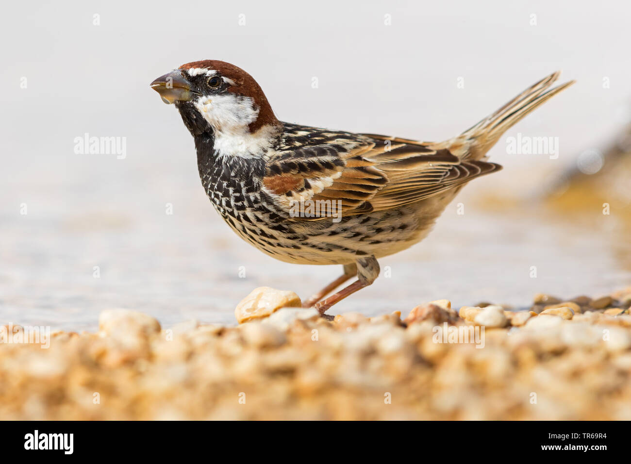 Spanish sparrow (Passer hispaniolensis), male at water, drinking, Israel Stock Photo