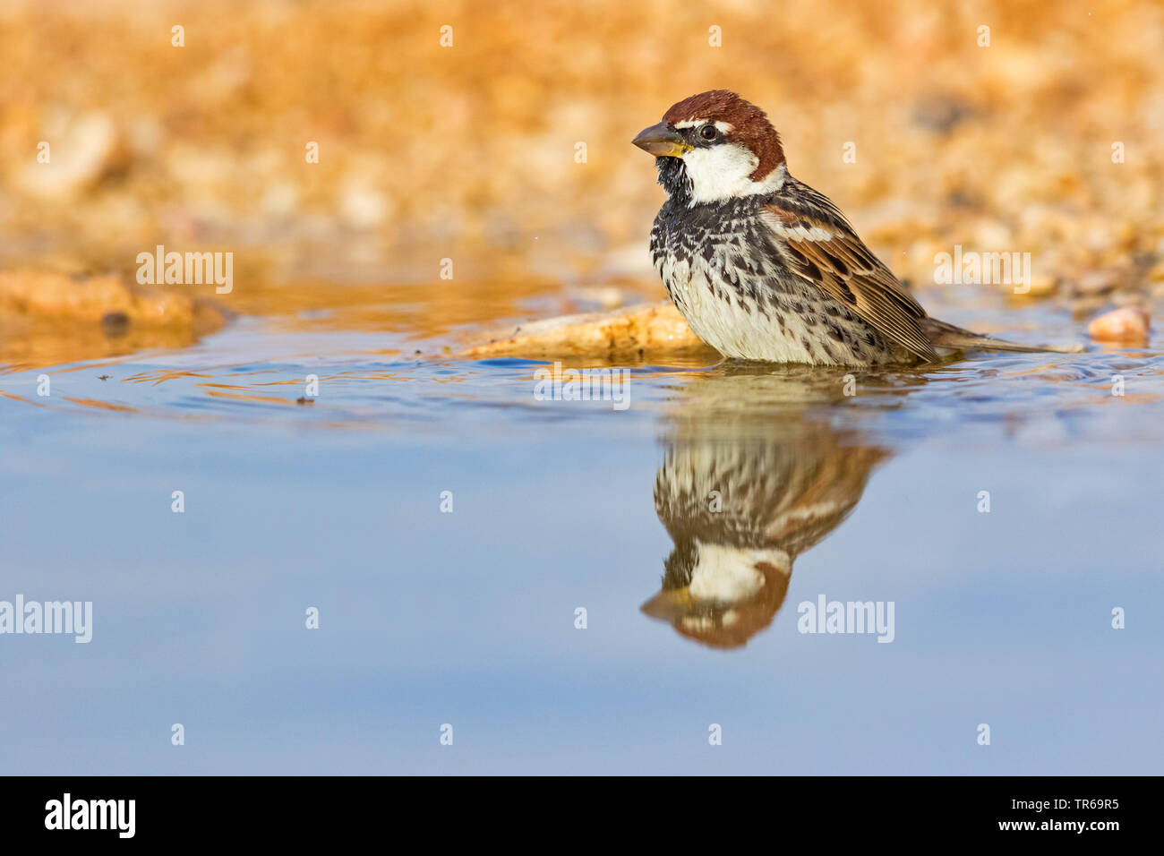 Spanish sparrow (Passer hispaniolensis), bathing male, Israel Stock Photo