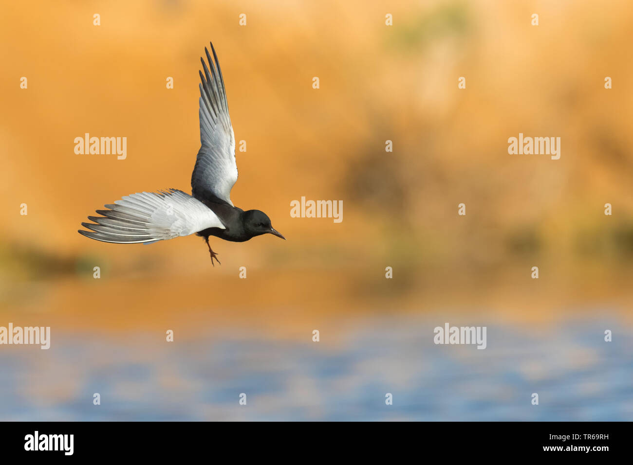 white-winged black tern (Chlidonias leucopterus), flying over water, Israel Stock Photo