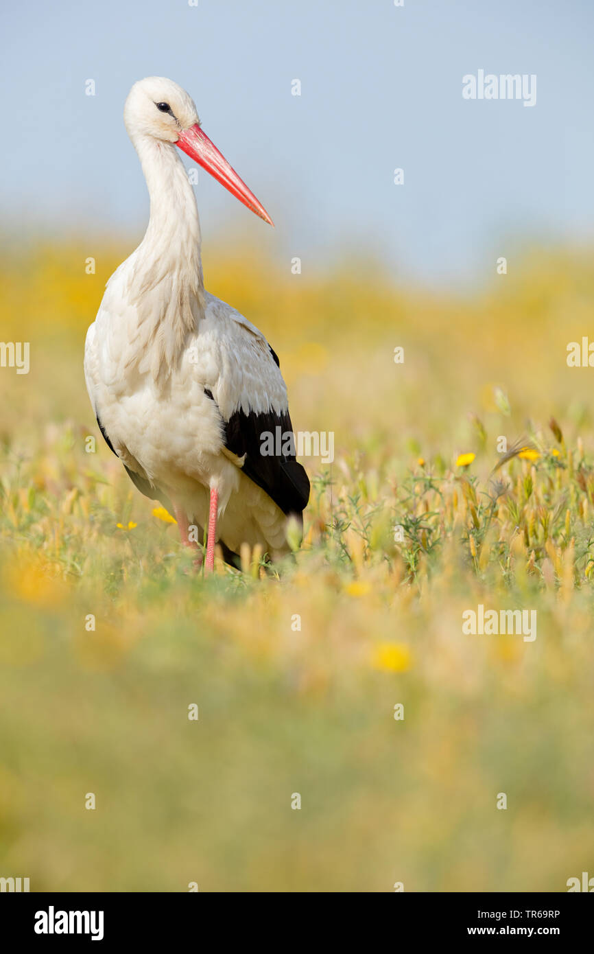 white stork (Ciconia ciconia), standing in a meadow, Greece, Lesbos Stock Photo